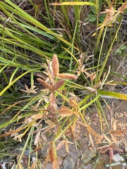 Cyperus bipartitus