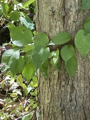 Celastrus orbiculatus