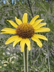 Tithonia