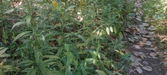Chasmanthium latifolium