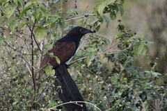 Centropus sinensis