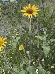 Tithonia