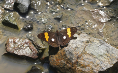 Adelpha leucophthalma