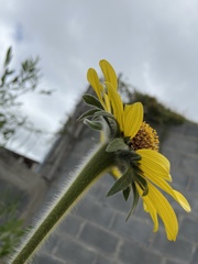 Tithonia