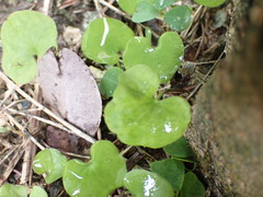 Dichondra