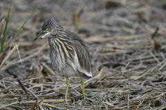 Ardeola grayii