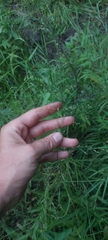Poa palustris