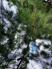 Pinus greggii