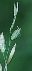 Poa palustris