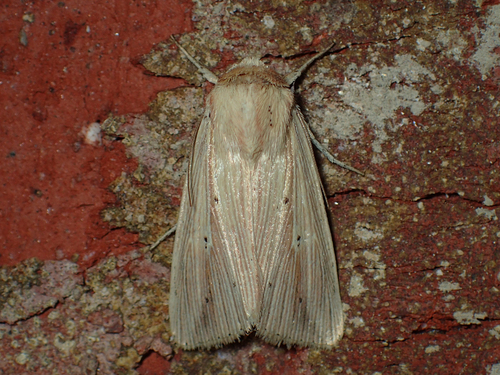 Adjutant Wainscot photo 3