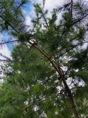 Pinus greggii