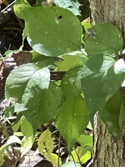 Celastrus orbiculatus