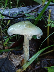 Stropharia aeruginosa