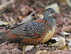 Galloperdix lunulata