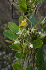 Cynanchum natalitium