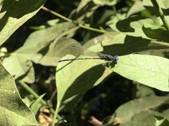 Argia sedula