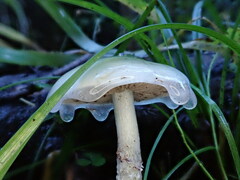 Stropharia aeruginosa