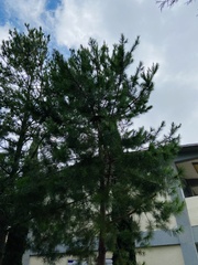 Pinus greggii