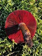 Cortinarius ominosus