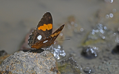 Adelpha leucophthalma