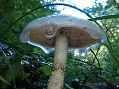 Stropharia aeruginosa
