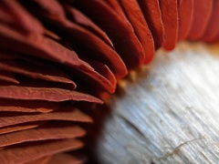 Cortinarius ominosus