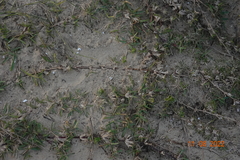 Stenotaphrum secundatum