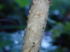 Stropharia aeruginosa