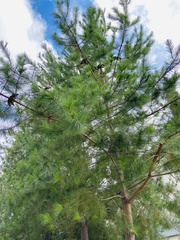 Pinus greggii
