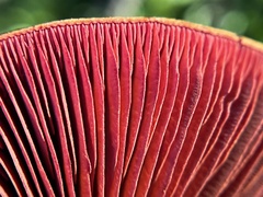 Cortinarius ominosus