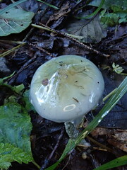 Stropharia aeruginosa