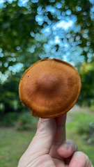 Cortinarius ominosus