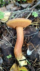 Chalciporus