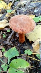 Chalciporus