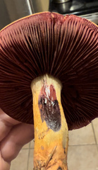 Cortinarius ominosus