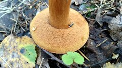 Chalciporus