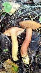 Chalciporus