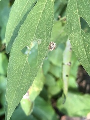 Acanthepeira stellata
