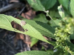 Acanthepeira stellata