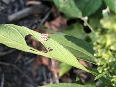 Acanthepeira stellata