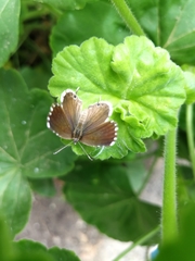 Cacyreus marshalli