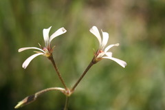 Pelargonium alchemilloides