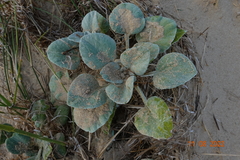 Arctotheca populifolia