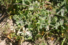 Pelargonium alchemilloides