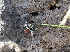 Phidippus insignarius