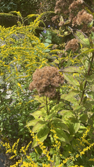 Eutrochium maculatum