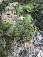 Amauropelta noveboracensis