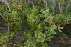 Tetragonia decumbens
