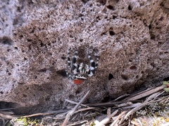 Phidippus insignarius
