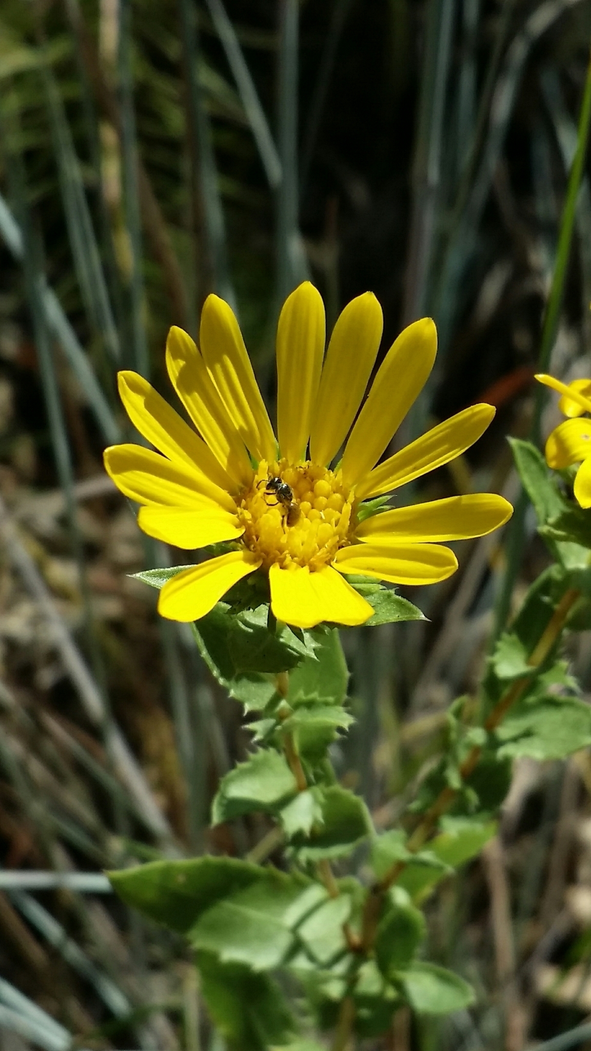 Grindelia lanceolata